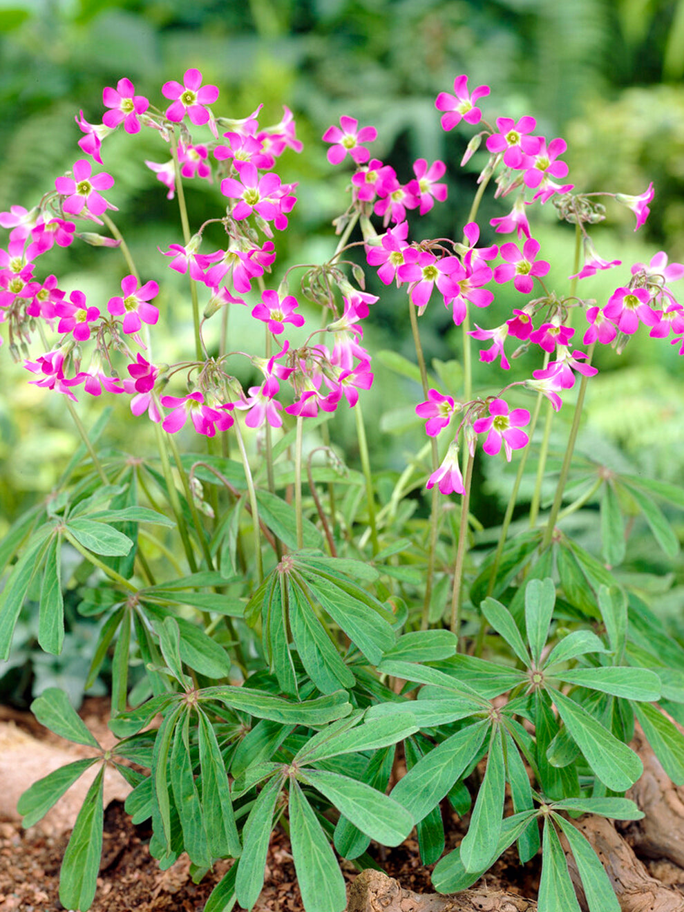 pink and green palm plant 10 bulbs