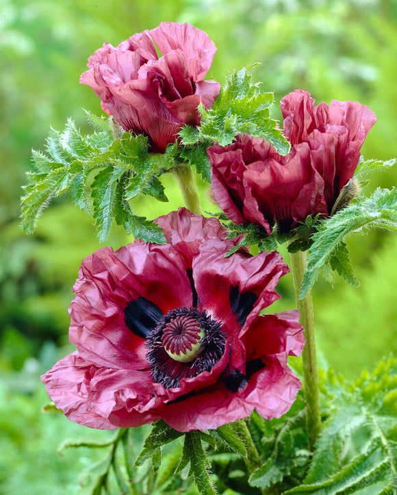 Papaver Patty's Plum (Oriental Poppy)