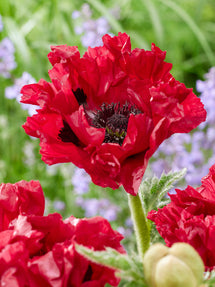 Papaver Red Rumble