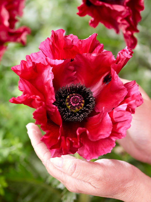 Papaver Red Rumble