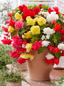Begonia Pendula Mixed (Trailing or Hanging begonias)