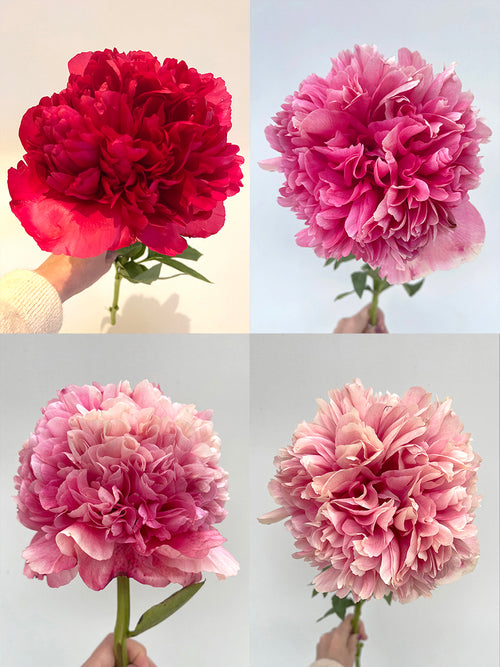 Peony Command Performance - UK delivery