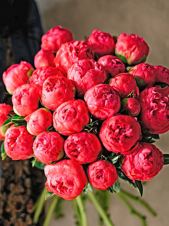 Buy Peony Coral Sunset