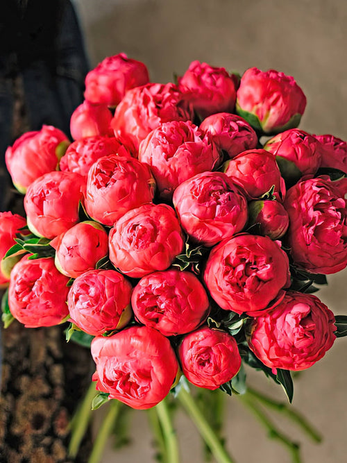 Buy Peony Coral Sunset