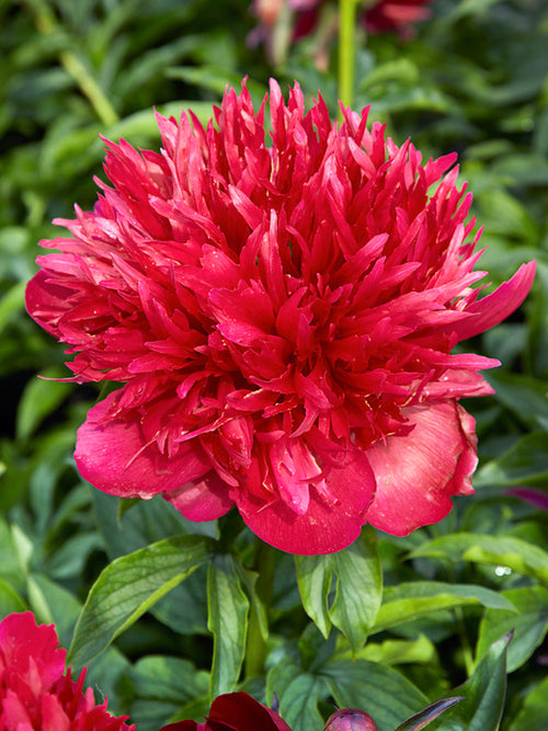 Peony Many Happy Returns Bare Roots