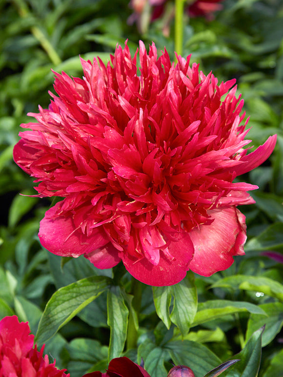 Buy Peony Many Happy Returns bare roots