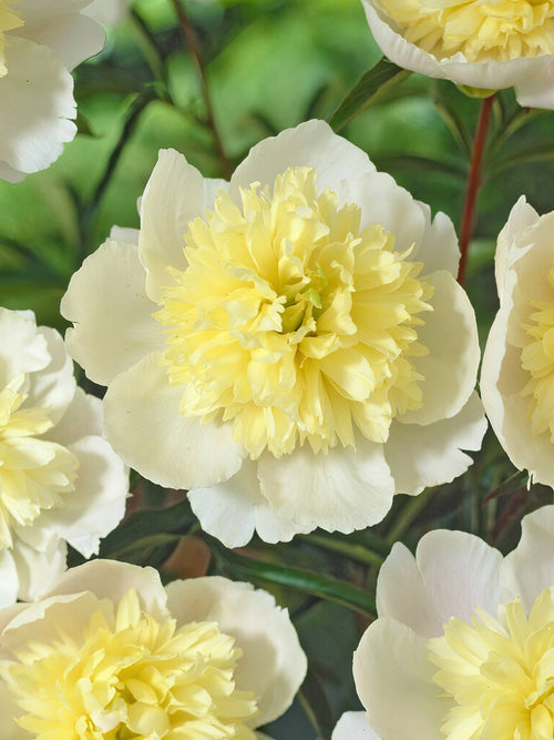 Buy Peony Primevère
