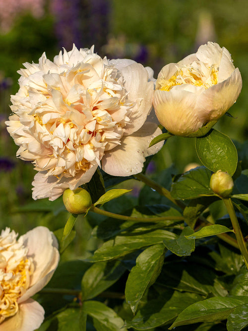 Peony ‘Quitzin’ flowering in garden