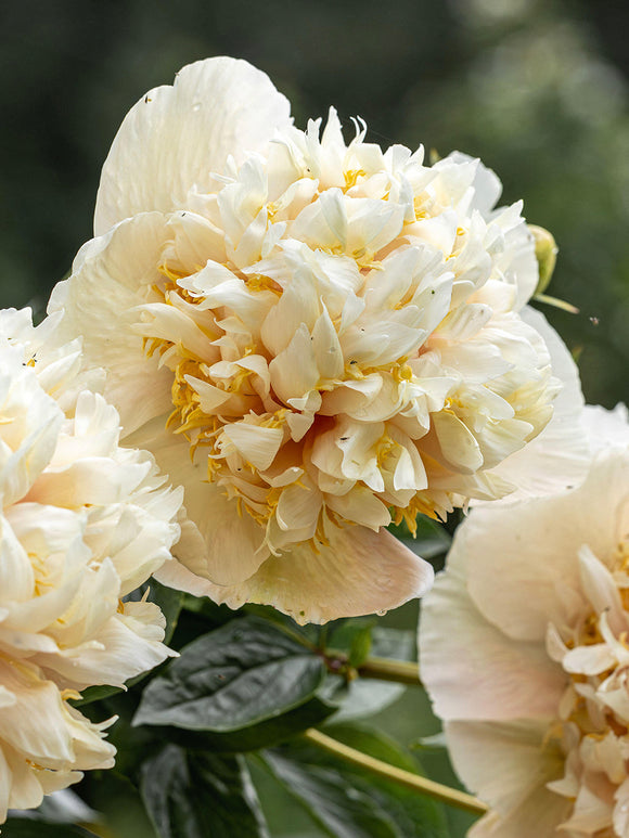 Rare double peony with green tones