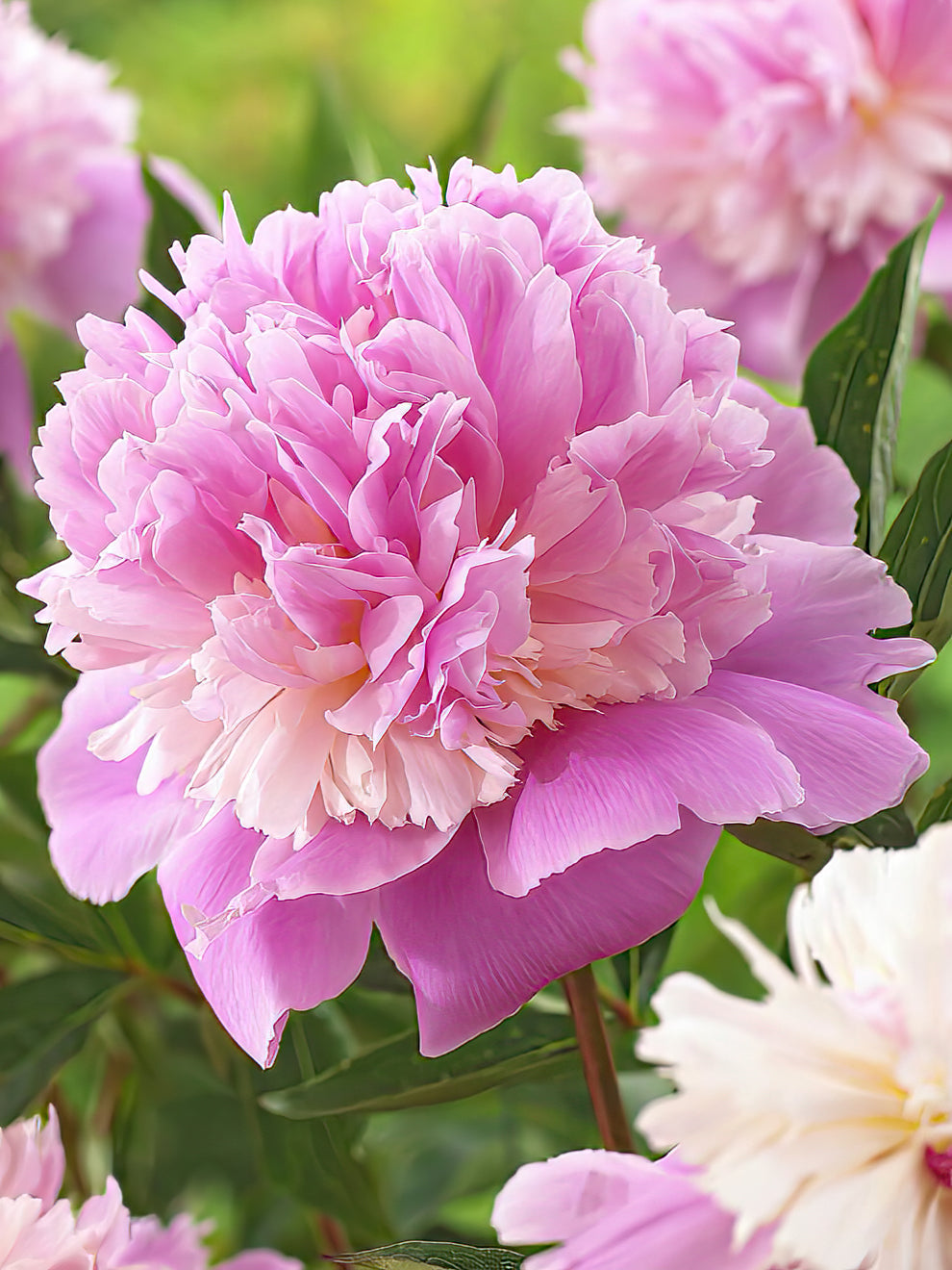 Sorbet peony on sale