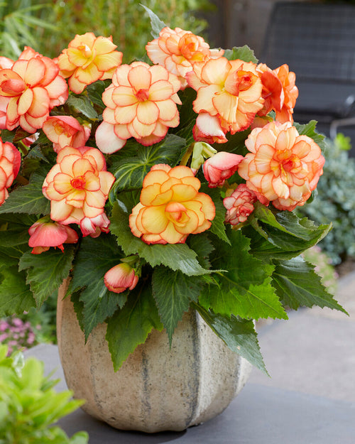 Picotee Sunburst Begonia Bulbs and Tubers