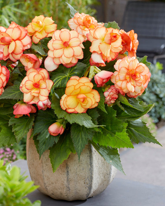 Picotee Sunburst Begonia Bulbs and Tubers