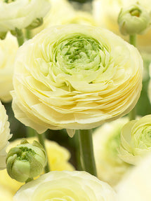 Ranunculus Amandine Cream