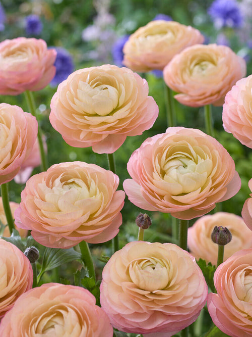 Ranunculus Amandine Pastel Pink
