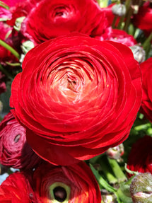Ranunculus Amandine Scarlet