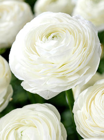 Ranunculus Amandine White