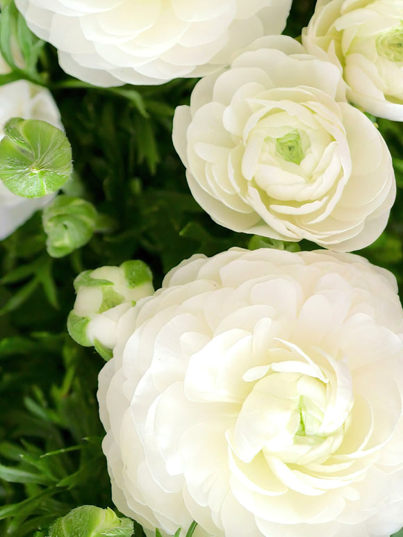 Buy Ranunculus Amandine White corms