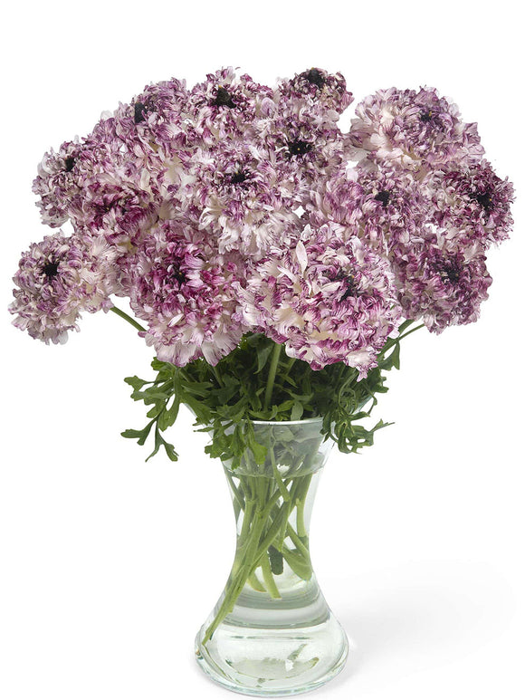 Ranunculus Brushmark Seti®