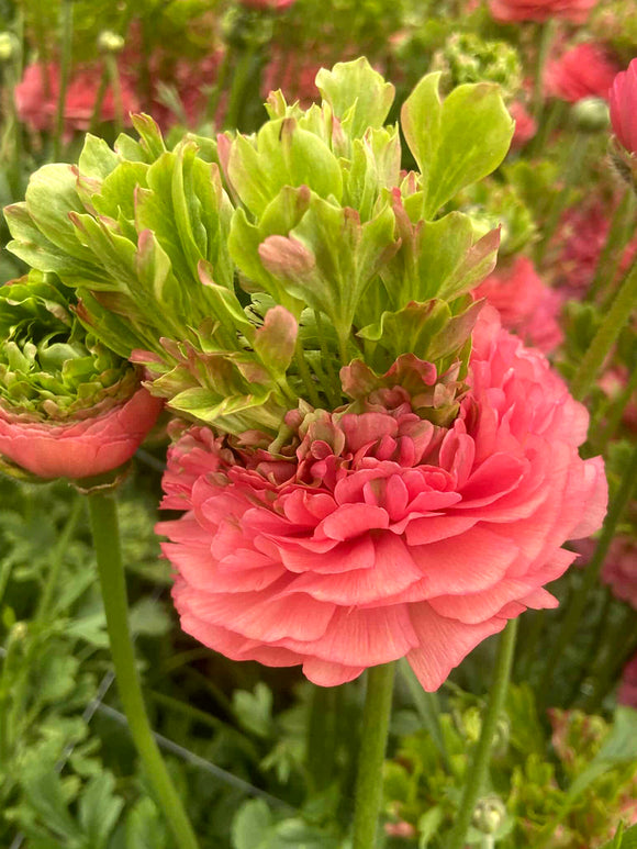 Ranunculus Crown Sisteron® soft pink blooms