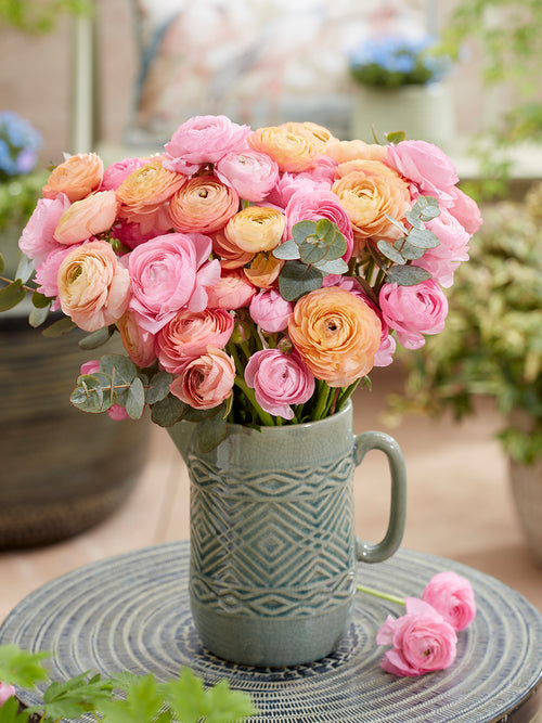 Ranunculus Pauline Pastel
