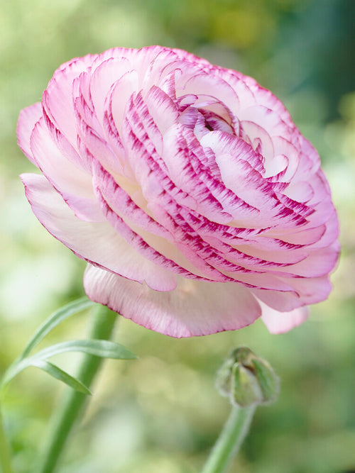 Ranunculus Pink Picotee white flower with raspberry pink streaked edges