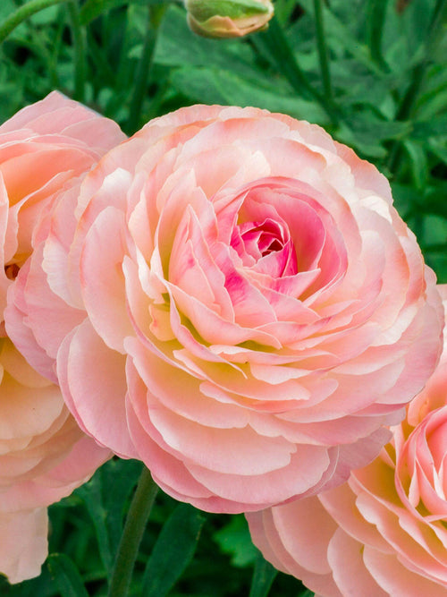 Buy Ranunculus Romance™ Ferrand Corms