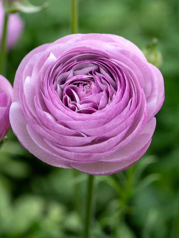 Ranunculus Romance Gascogne UK delivery
