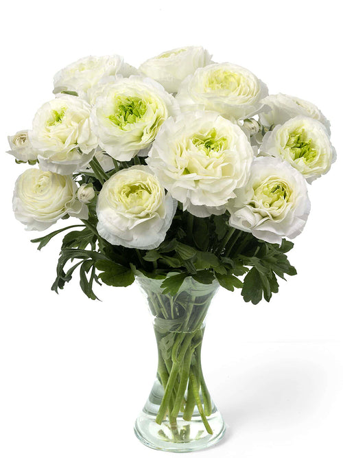 Ranunculus Romance Montenvers® on tall stems