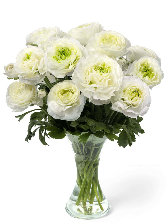 Ranunculus Romance Montenvers® on tall stems