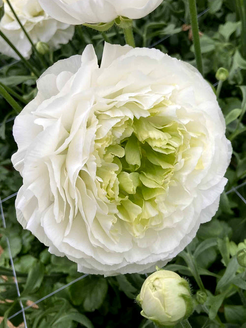 White Ranunculus Romance Montenvers® with green centres