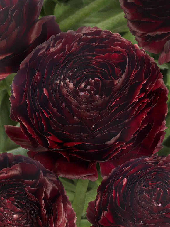 Deep burgundy ranunculus flower close-up