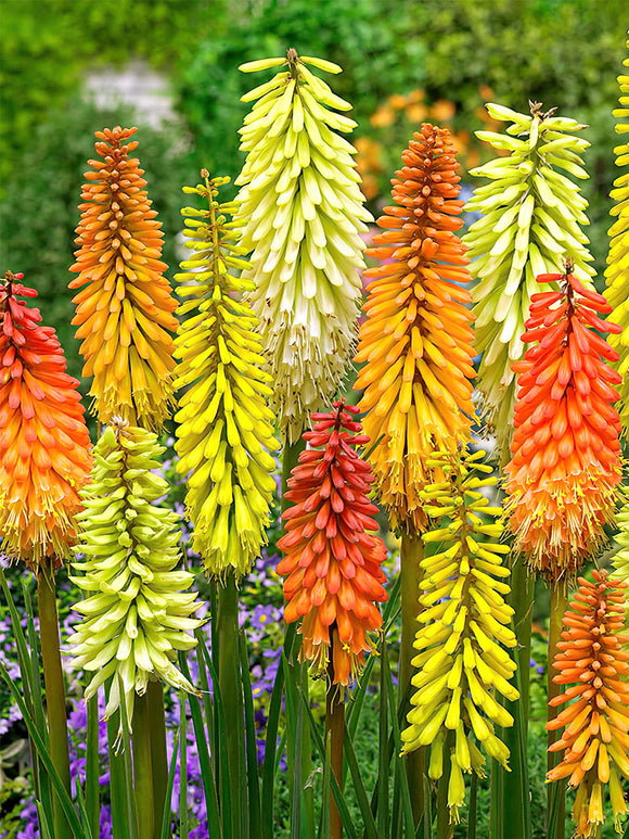 Red Hot Poker Breeders Mix