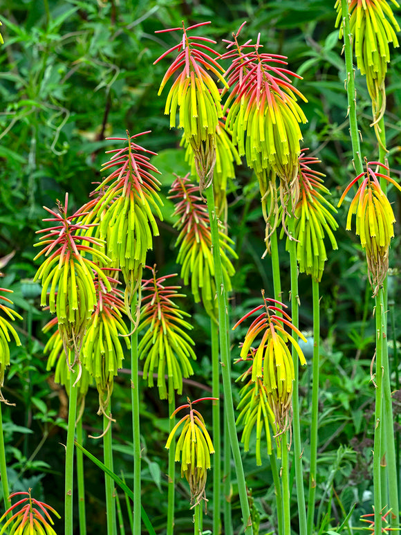 Red Hot Poker Rufa Rasta (Kniphofia) Plants