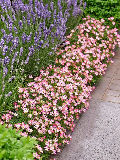 Rosa Cutie Pie border planting with pink flowers
