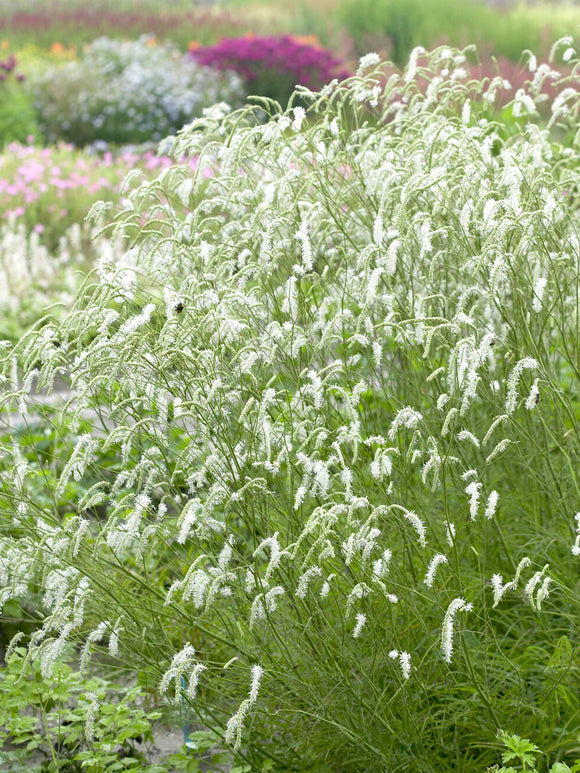 Sanguisorba Albiflora (Burnet)