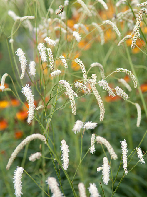 Buy Sanguisorba All Time High (Great Burnet)