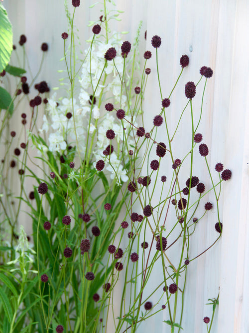 Close up of Sanguisorba 'Chocolate Tip' showing its dark chocolate red, rounded flowerheads.