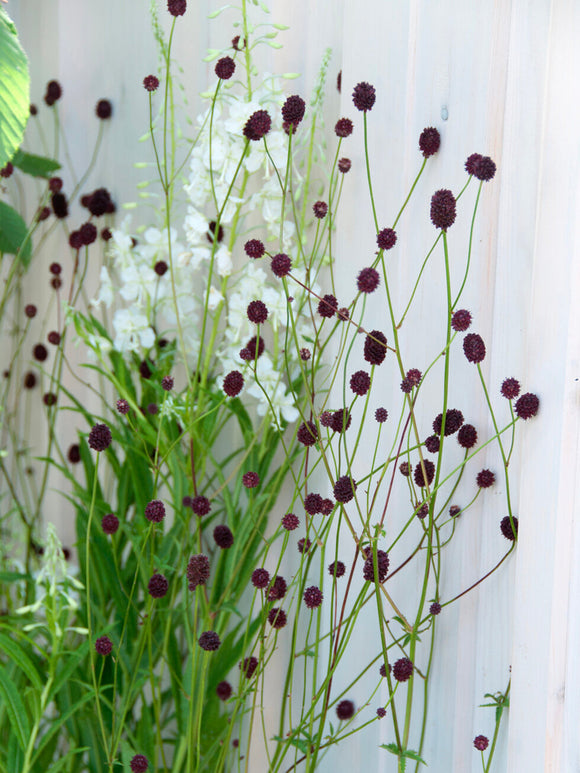 Close up of Sanguisorba 'Chocolate Tip' showing its dark chocolate red, rounded flowerheads.