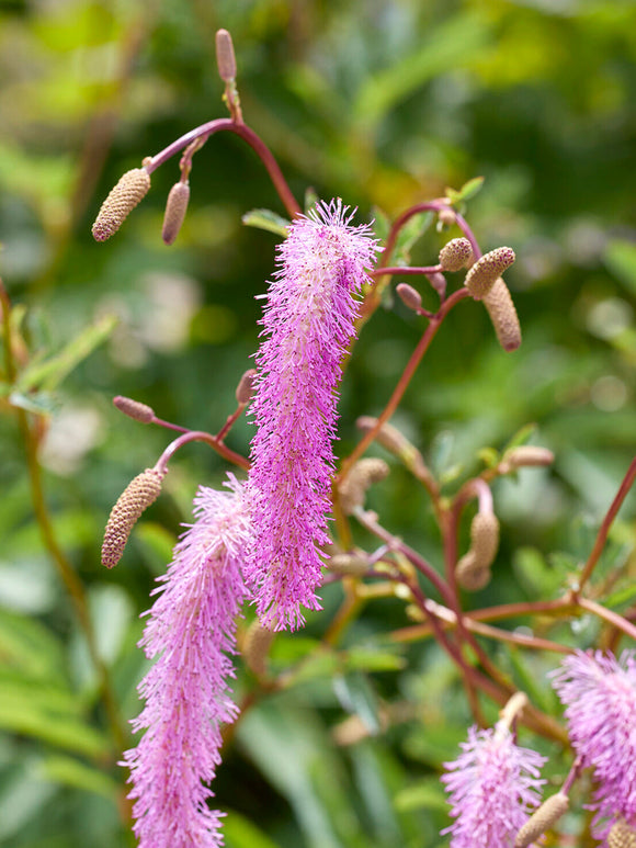 Sanguisorba Lilac Squirrel (Burnet)