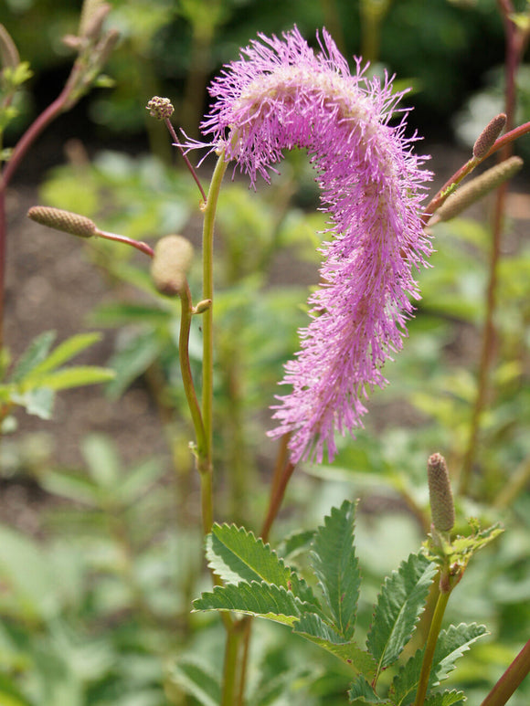 Buy Sanguisorba 'Lilac Squirrel' bare root plants for spring delivery