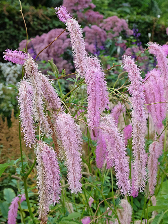 Sanguisorba 'Lilac Squirrel' bare root plants with delicate lilac-pink flowers from July to September.