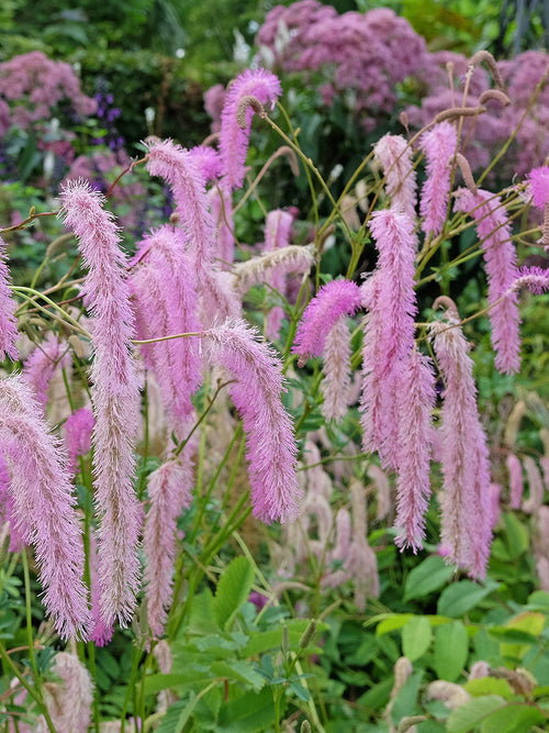 Order Sanguisorba 'Lilac Squirrel' online for delivery from mid March