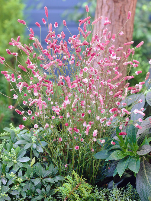 Close up of Sanguisorba 'Pink Tanna' showing its delicate pink flowers and pale pink stamens.