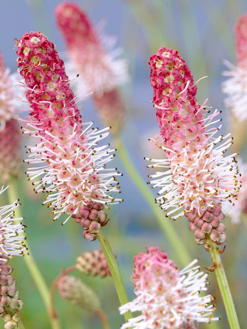 Sanguisorba 'Pink Tanna' with fluffy deep pink flowerheads rising above green foliage in a summer border.