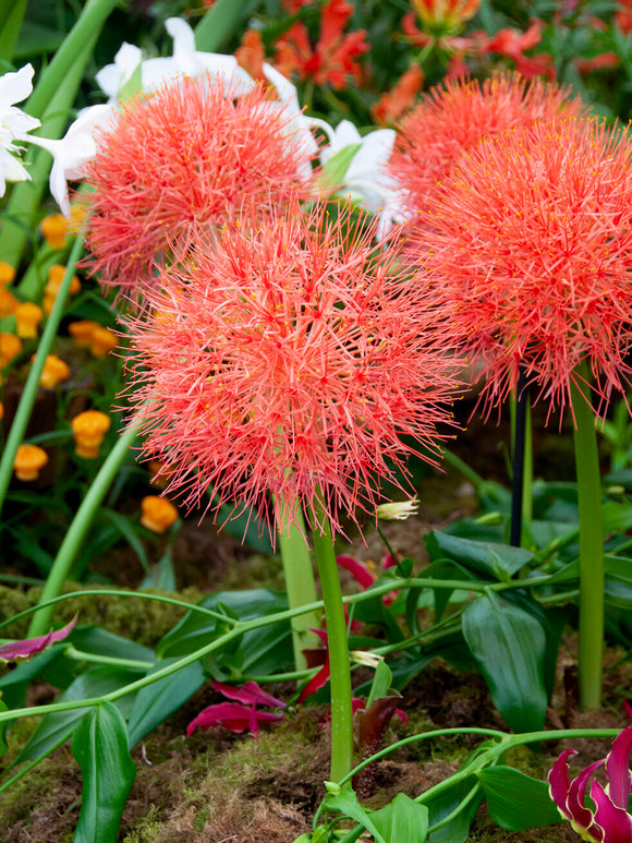 Blood Lilies Flower Bulbs
