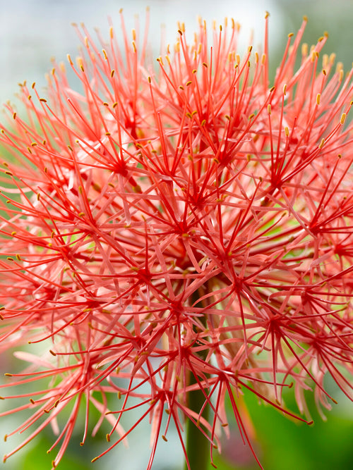 Scadoxus Multiflorus Blood lily bulbs