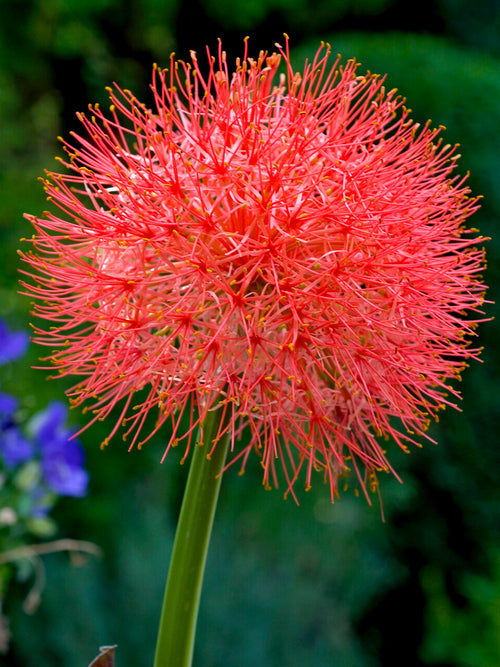 Scadoxus Multiflorus (Blood Lily)