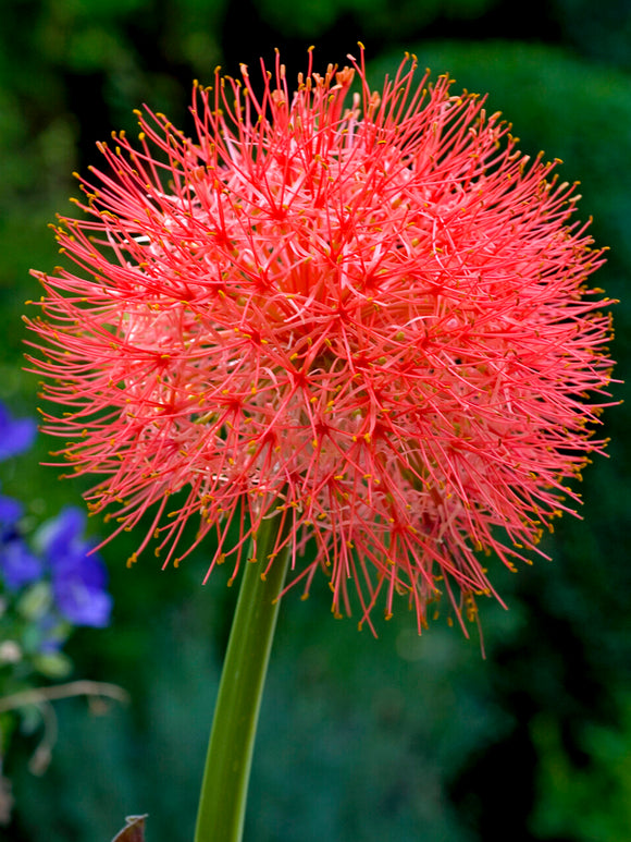 Scadoxus Multiflorus (Blood Lily)