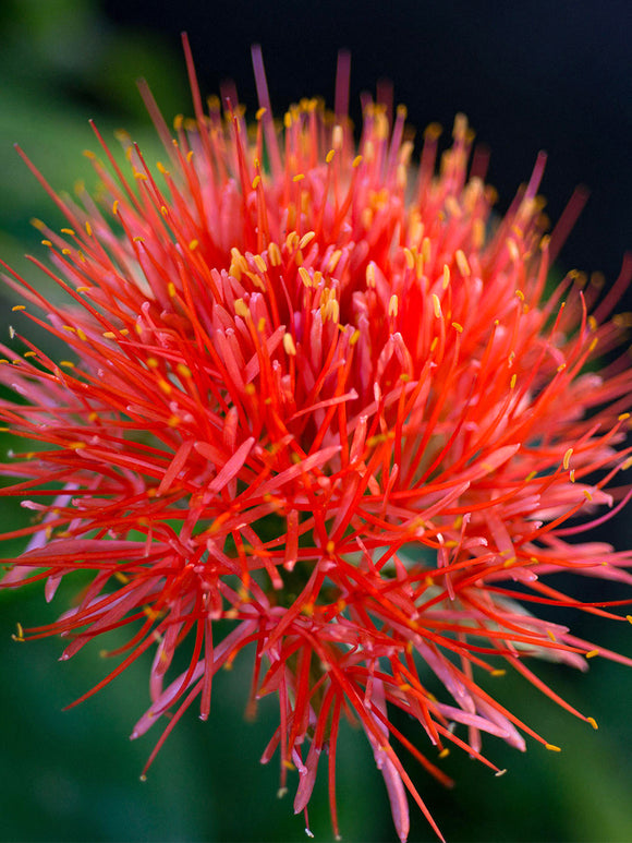 Scadoxus Multiflorus Blood Lilies Flower Bulbs