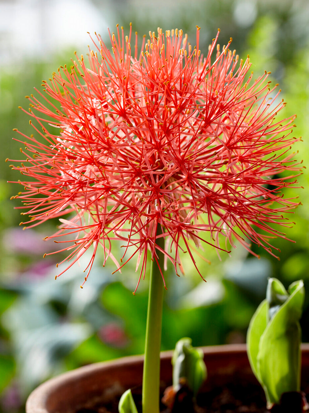 red flower that looks like a lily 1 bulb